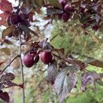 Prunus cerasifera Fruto