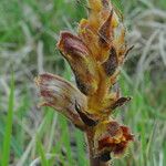 Orobanche gracilis Kukka