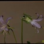 Smithiastrum prenanthoides Flower