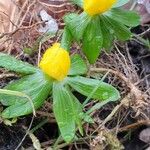 Eranthis hyemalisFlower