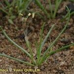 Littorella uniflora Habit