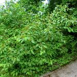 Cornus amomum Habitus