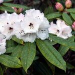 Rhododendron pachytrichum Λουλούδι