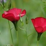 Linum grandiflorum Other