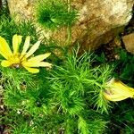 Adonis vernalis Hoja