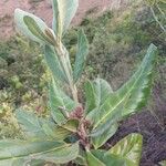 Breonia havilandiana Otro