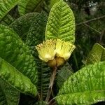 Pleurocalyptus pancheri Habitat