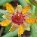 Saxifraga aizoides Flors