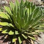 Agave victoriae-reginaeLapas