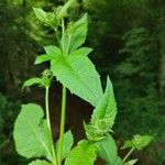 Dipsacus pilosusFruit