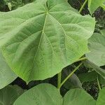 Paulownia tomentosa 叶