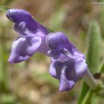 Scutellaria siphocampyloides 花