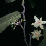 Guatteria punctata 果實