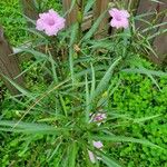 Ruellia simplex Blatt