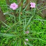 Ruellia simplex Leaf