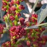 Pistacia lentiscus Flower