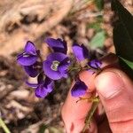 Hardenbergia comptoniana Flower