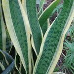 Sansevieria trifasciata ഇല