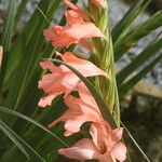 Gladiolus oppositiflorus Кветка