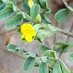 Hippocrepis biflora Цвят