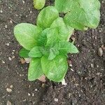 Nicotiana langsdorffii Leaf