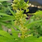 Cannabis sativaFlower