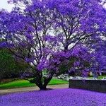 Jacaranda mimosifoliaKvět