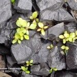 Ludwigia palustris برگ