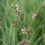 Juncus gerardi ফুল