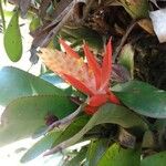 Aechmea nudicaulis 花