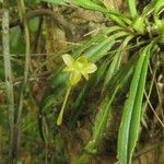 Angraecum ochraceum Çiçek