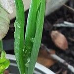 Fritillaria meleagris Blad