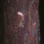 Pouteria grandis Bark