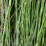 Equisetum × trachyodon