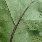 Tectaria angelicifolia Leaf