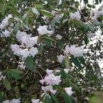 Rhododendron oreodoxa Habit