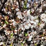 Prunus tomentosa Цветок
