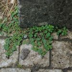 Dysphania pumilio Hábito