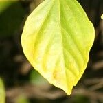 Hibiscus boryanus Blad