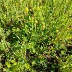 Medicago lupulina Habitus