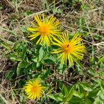 Inula salicina Квітка