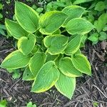 Hosta lancifolia ᱥᱟᱠᱟᱢ