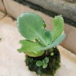 Kalanchoe ceratophylla Листок