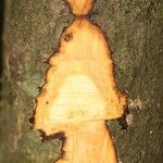 Oxandra asbeckii Otro
