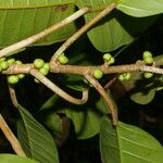 Ficus citrifolia Vrucht