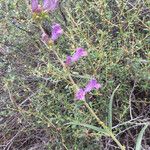 Penstemon speciosus Habitat