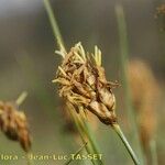 Carex stenophylla Blomma
