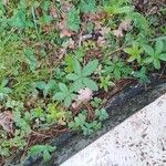 Potentilla simplex Feuille