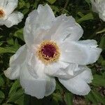 Paeonia officinalis Λουλούδι