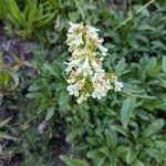 Penstemon confertusBlomst